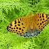 Nymphalidae%25252c%252520childrena%252520childreni%25252c%252520large%252520silverstripe