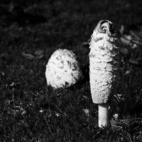 Shaggy-Ink-Cap-2