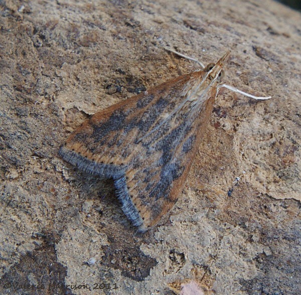 [rusty-dot-pearl%255B2%255D.jpg]