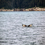 Um bando de baleias Jubarte fazendo seu espetáculo - Kenai Fiordes