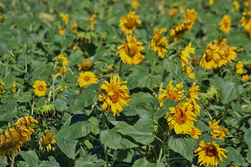 [Sunflowers%2520up%2520north%255B8%255D.jpg]