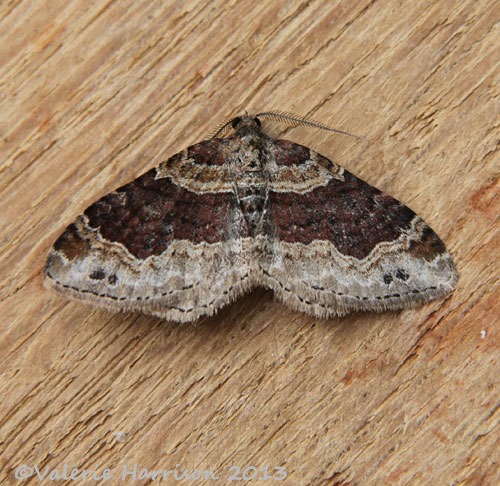 [dark-barred-twin-spot-carpet%255B2%255D.jpg]