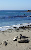 Elephant Seals