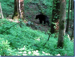 0086 Great Smoky Mountain National Park  - Tennessee - Laurel Creek Road - Black Bear