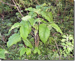 Sue Reno, Jack In The Pulpit, Work In Progress 1