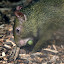 Azare's Agoutis: Large Rodents which are related to guinea pigs. They have adapted to forest life with long legs and a more streamlined shape and can climb, swim and jump - as high as 6ft from standstill.