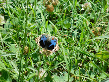 Nymphalidae%25252c%252520junonia%252520orithiya%25252c%252520blue%252520pansy
