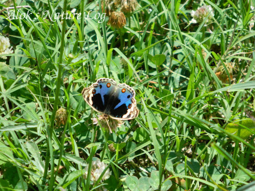 Nymphalidae%25252c%252520junonia%252520orithiya%25252c%252520blue%252520pansy