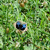 Nymphalidae%25252c%252520junonia%252520orithiya%25252c%252520blue%252520pansy
