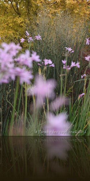 IMG_3295 IMG_3295