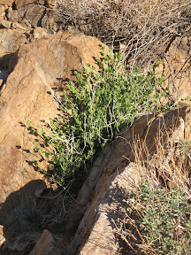 Green among the rocks.