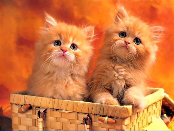 Image Dimension: 512x385 :: I am love these Cats I am love these Cats