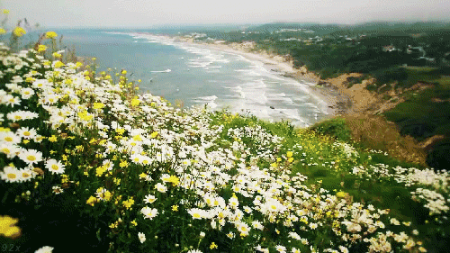 beach-flowers-grass-ocean-photography-Fa
