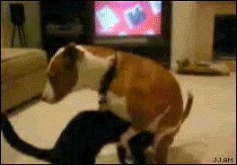 [DogHumpsCatsHead%255B2%255D.gif]