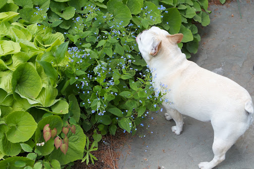 And these tiny blue flowers are brunnera, whose common name is Siberian bugloss.
