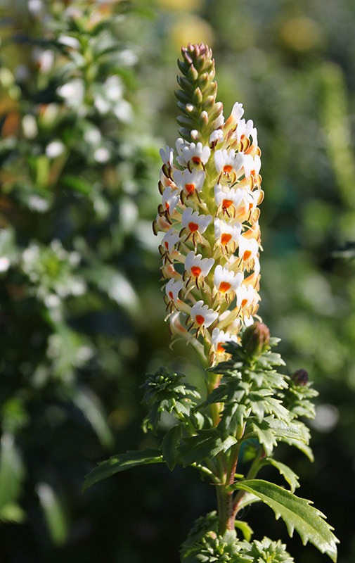 [110211_AnniesAnnuals_Hebenstreitia-dentata_01%255B2%255D.jpg]