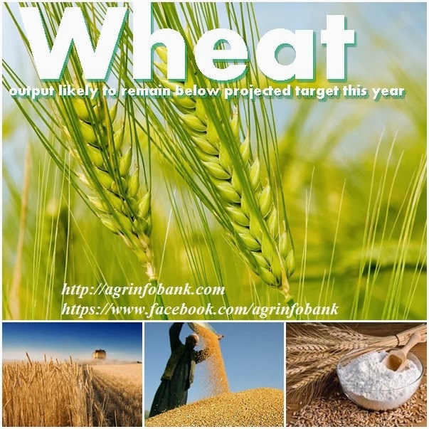 [Wheat%2520output%2520likely%2520to%2520remain%2520below%2520projected%2520target%2520this%2520year%255B3%255D.jpg]