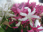 These flowers are called Nerine.