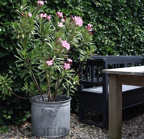 oleander oleander