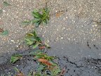 Storm Drain 2.jpg