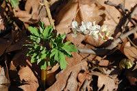 2014 március 1 alcsut odvas keltike Corydalis cava f (1).jpg