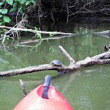 Two OClock Bayou Paddle July 14, 2012 - IMG_0007.JPG