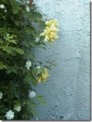 IMGA0796 IMGA0796