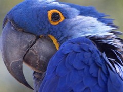 blue-parrot_97569-480x360