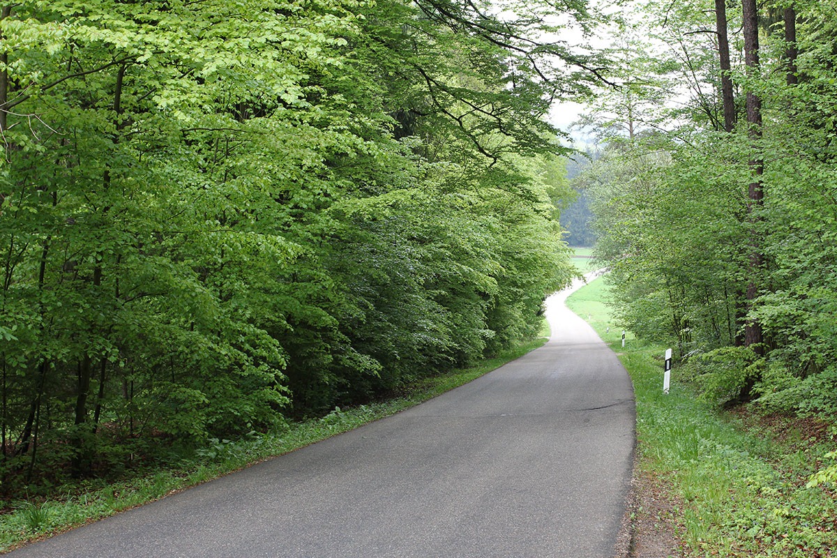 [120506_beech-forest_05%255B3%255D.jpg]