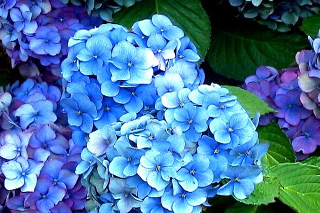[hydrangeas-large.jpg]