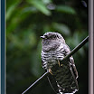 Sunda-Lesser-Cuckoo-04.jpg