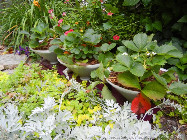 [Recycled%2520Strawberry%2520Planter%255B7%255D.jpg]