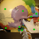 skull_lateral_labeled.jpg