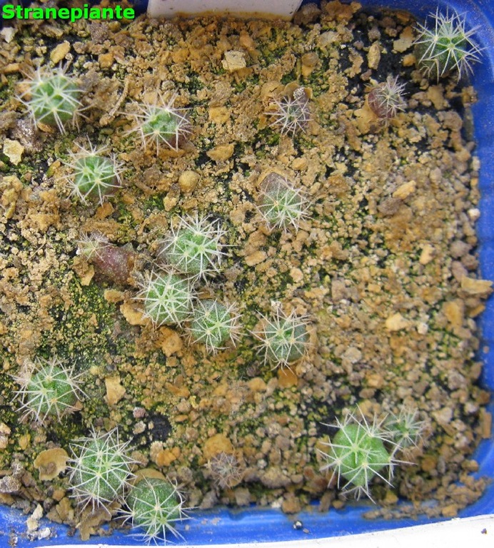 [mammilaria-longimamma-2011-05-13_000.jpg]