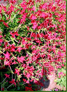 Nicotiana alata vermelha