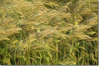IMG_5236 IMG_5236
