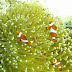 Nemo! Found several feet below sea level at Coral Reef Garden, Samal Island