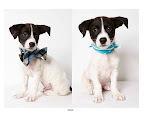 When The Humane Society of NY agreed to help Berry, he caught the next flight and came all the way from the Virgin Islands! (See animal details at link below blog post- The Humane Society of NY)  Photo credit: Richard Phibbs