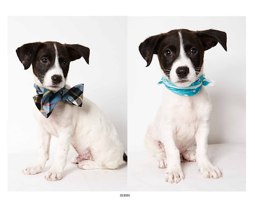 When The Humane Society of NY agreed to help Berry, he caught the next flight and came all the way from the Virgin Islands! (See animal details at link below blog post- The Humane Society of NY) Photo credit: Richard Phibbs When The Humane Society of NY agreed to help Berry, he caught the next flight and came all the way from the Virgin Islands! (See animal details at link below blog post- The Humane Society of NY) Photo credit: Richard Phibbs