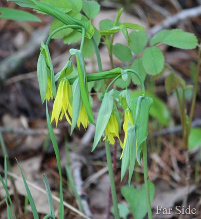 Large Flowered Bellworts