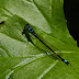 Pacific.forktail.dscn0181