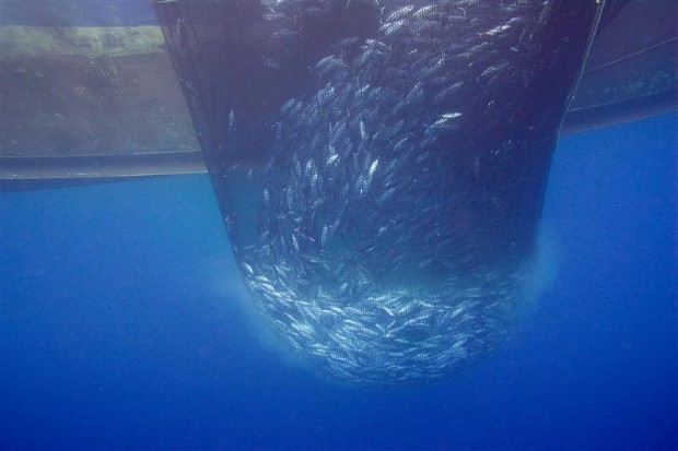 Skipjack tuna and bycatch caught in the net of the Ecuadorean purse seiner 'Ingalapagos', which was documented fishing on a fish aggregation device (FAD) by Greenpeace in the vicinity of the northern Galapagos Islands. Bycatch included; juvenile bigeye tuna, juvenile yellowfin tuna, black marlin, Spanish mackerel, wahoo, triggerfish, mahi mahi, Green turtle, and Olive Ridley turtle. © Alex Hofford / Greenpeace