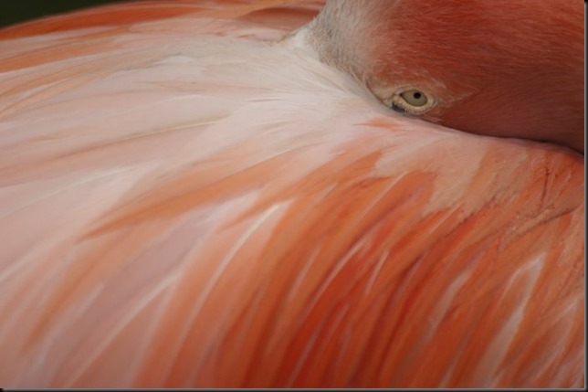 _DSC4974 flamingo eye _DSC4974 flamingo eye