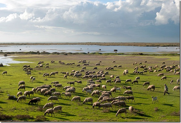 800px-20101020_Sheep_shepherd_at_Vistonida_lake_Glikoneri_Rhodope_Prefecture_Thrace_Greece