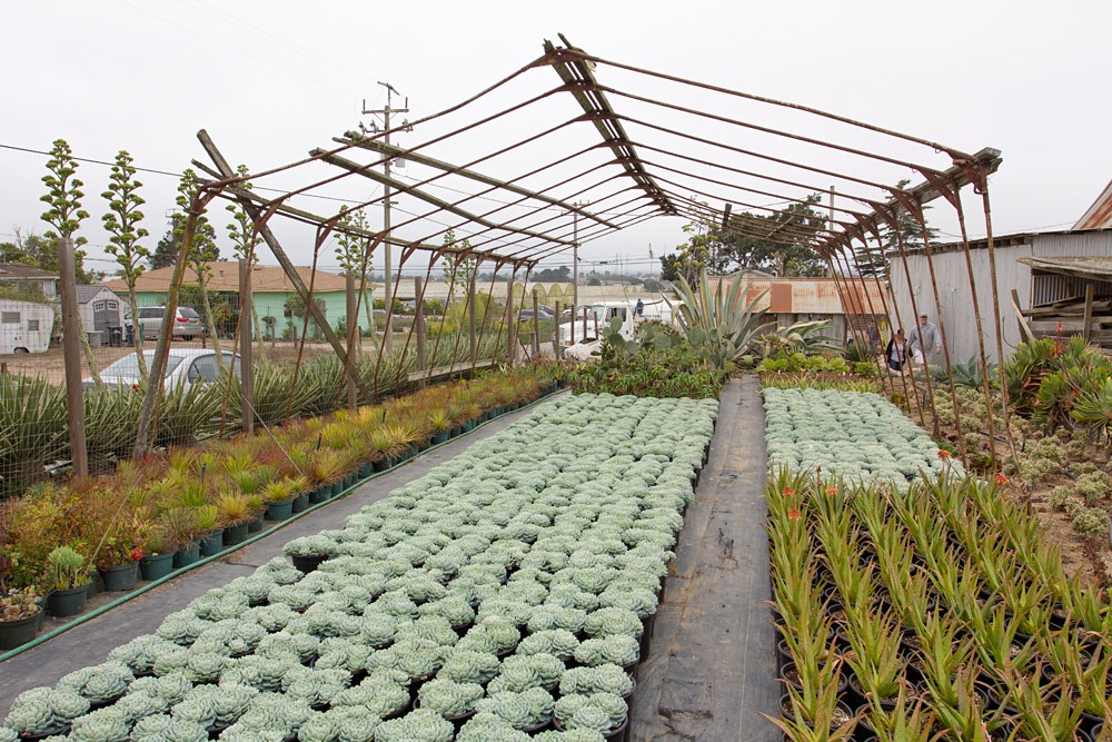 [120928_SucculentGardens_potted-echeverias%255B2%255D.jpg]