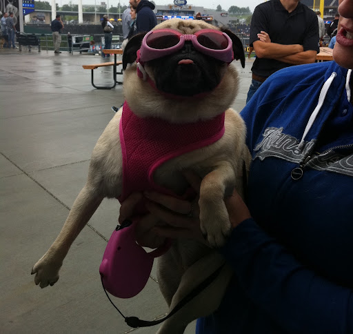 Another Royals fan at the game and dressed for the rain!