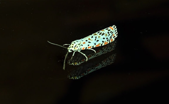 Arctiidae : Arctiinae : Utetheisa lotrix CRAMER, 1777 (ou bien U. pulchelloides HAMPSON, 1907). Umina Beach (New South Wales, Australie), 26 mars 2011. Photo : Barbara Kedzierski