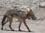 Etosha Nationalpark