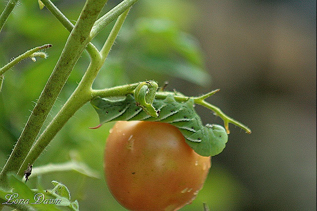 [HornedTomatoWorm%255B8%255D.jpg]