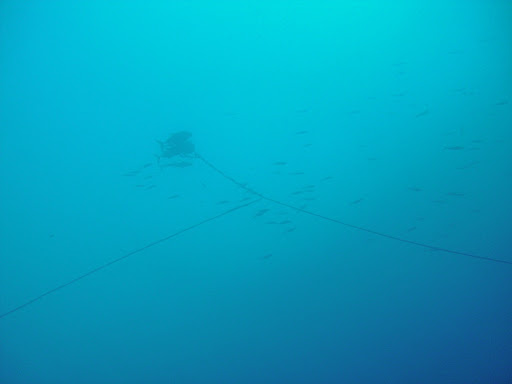 One of the buoy lines, with a fishing line caught on it. While descending, you have to watch out for hooks in the line. But with all the fish on the artificial reef, you can't blame them for wanting to fish there.